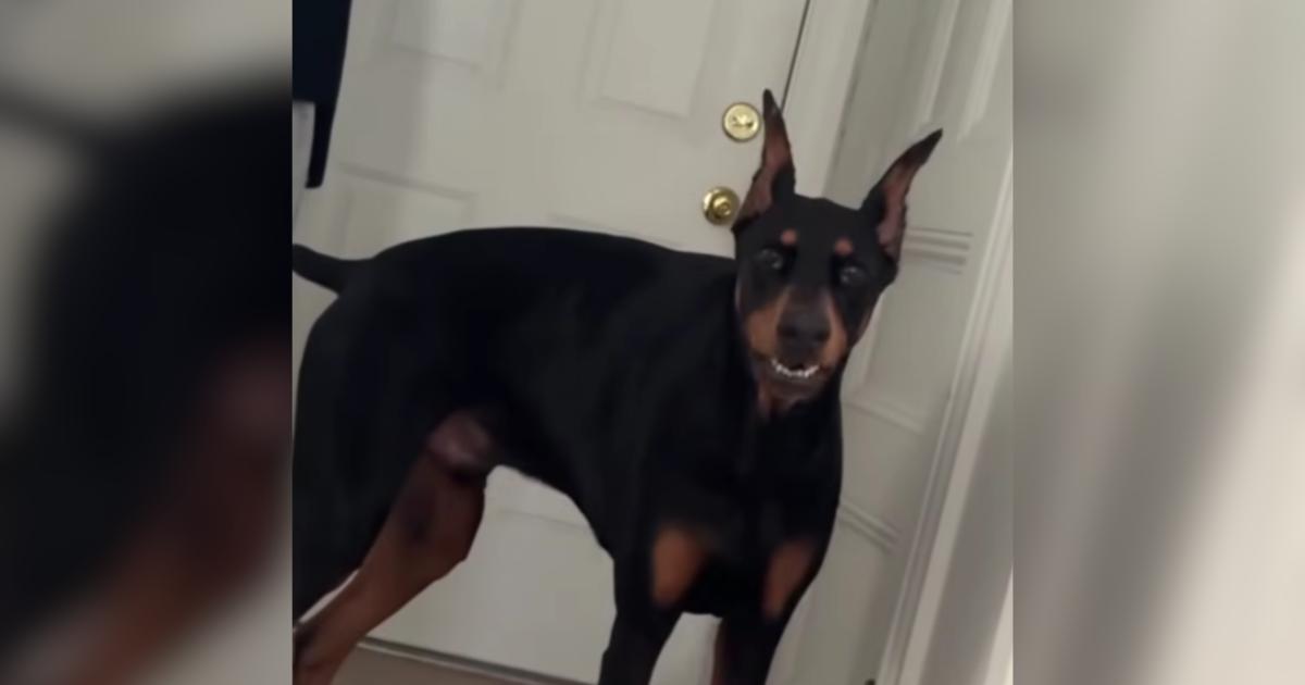 Terrified Shelter Dog Waited 763 Days for the One Person Who Wouldn’t Give Up