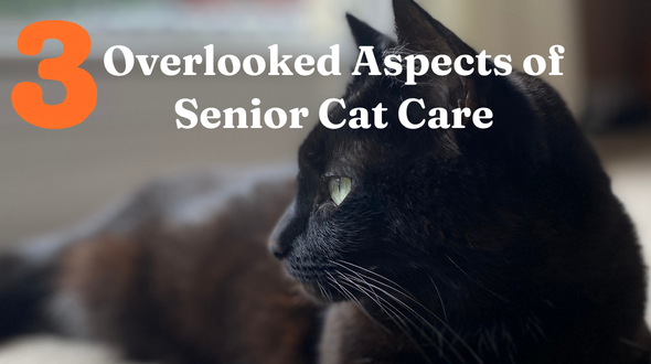 3 Overlooked Aspects of Senior Cat Care