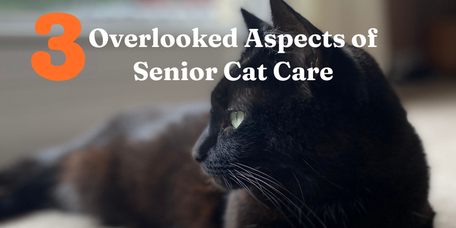 3 Overlooked Aspects of Senior Cat Care