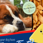 Frito feet: Why do my dog’s paws smell like Fritos? Can I stop my dog’s paws from smelling like corn chips?