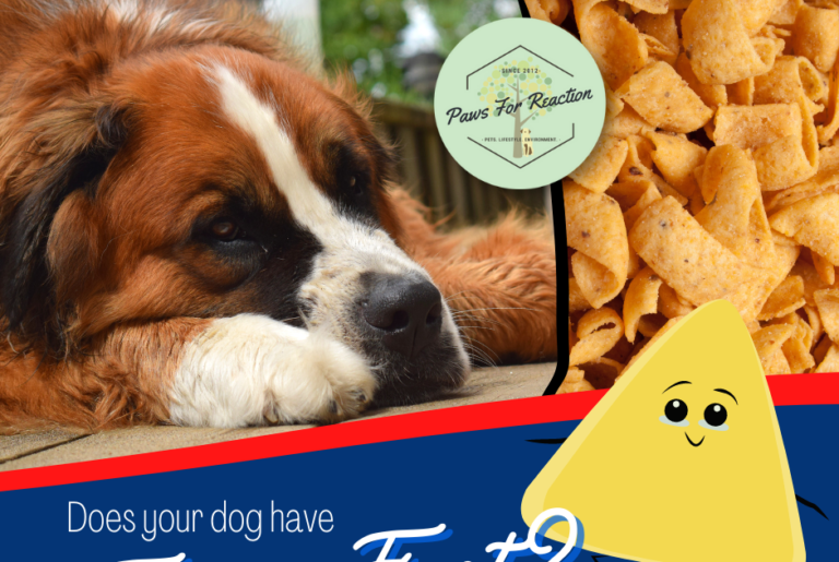 Frito feet: Why do my dog’s paws smell like Fritos? Can I stop my dog’s paws from smelling like corn chips?