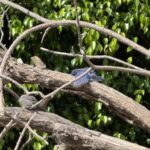 The Baby Bird Incident – Part I Cat Lady in the Canyon Cat Lady in the CanyonCat Lady in the Canyon