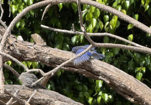 The Baby Bird Incident – Part I Cat Lady in the Canyon Cat Lady in the CanyonCat Lady in the Canyon