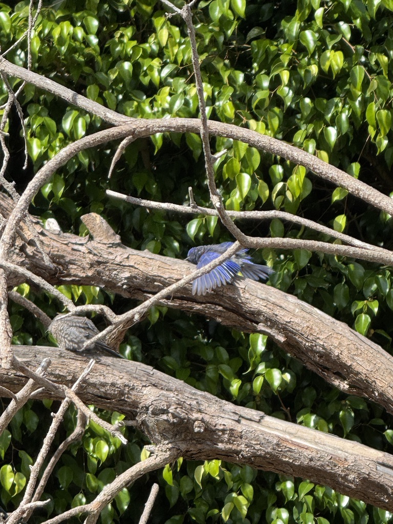 The Baby Bird Incident – Part I Cat Lady in the Canyon Cat Lady in the CanyonCat Lady in the Canyon