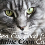 8 Best Cat Food For Maine Coon Cats 2026