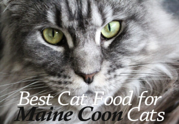 8 Best Cat Food For Maine Coon Cats 2026