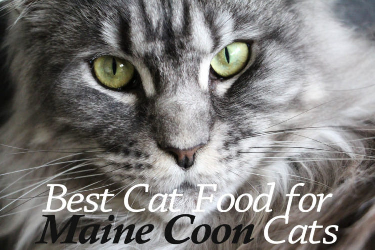 8 Best Cat Food For Maine Coon Cats 2026