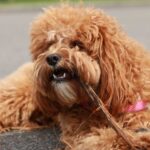 24 Best Cavapoo Breeders in the Midwest