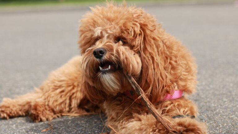 24 Best Cavapoo Breeders in the Midwest