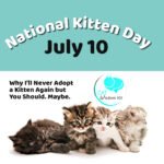 Why I will never adopt a kitten |