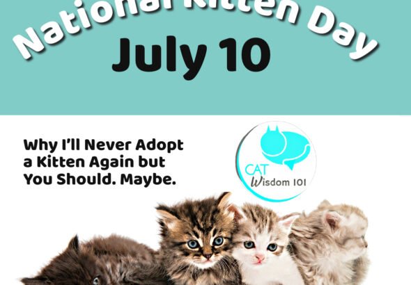 Why I will never adopt a kitten |