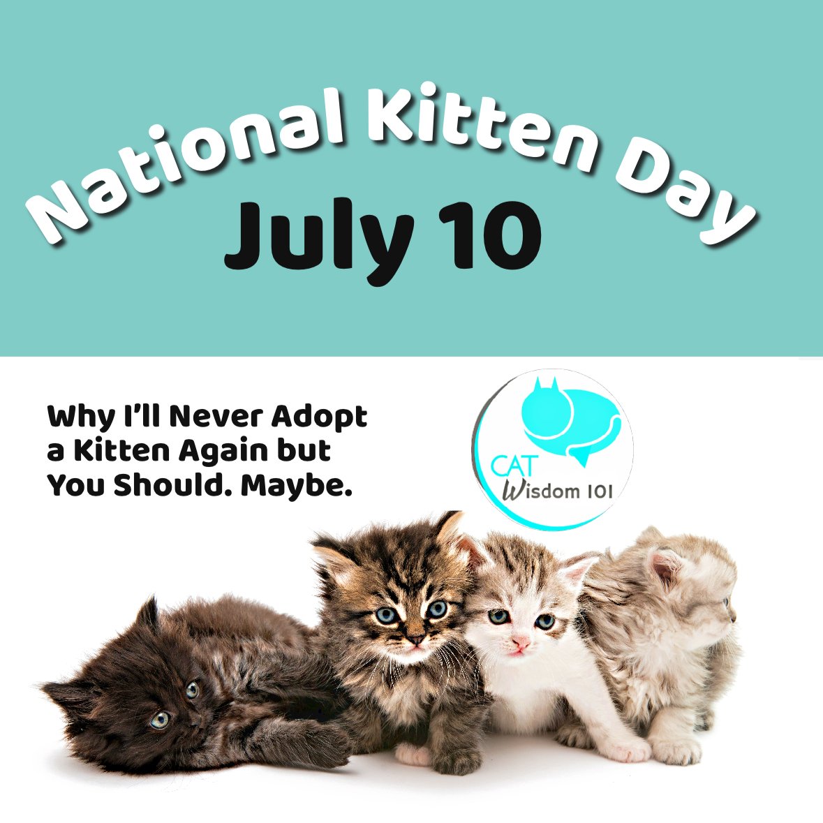 Why I will never adopt a kitten |