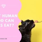 What Human Food Can Cats Eat? 10 Safe Human Foods