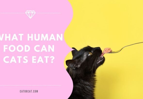 What Human Food Can Cats Eat? 10 Safe Human Foods