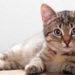 10 Common Illnesses in Cats