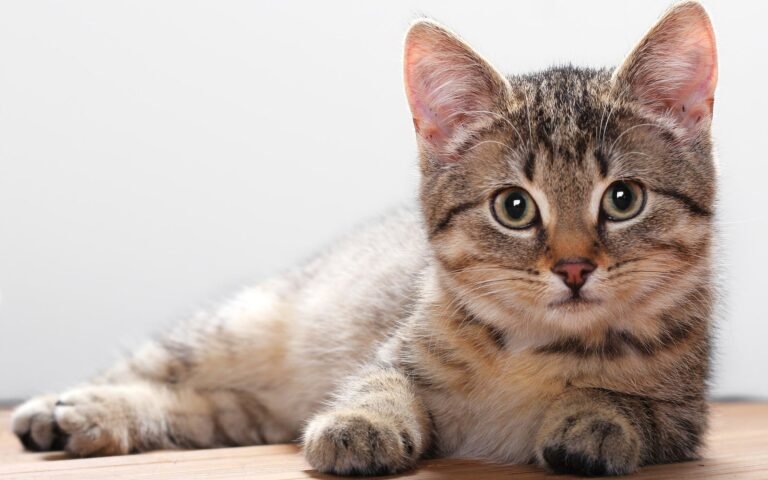 10 Common Illnesses in Cats