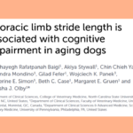 New Indicator of Cognitive Decline in Dogs