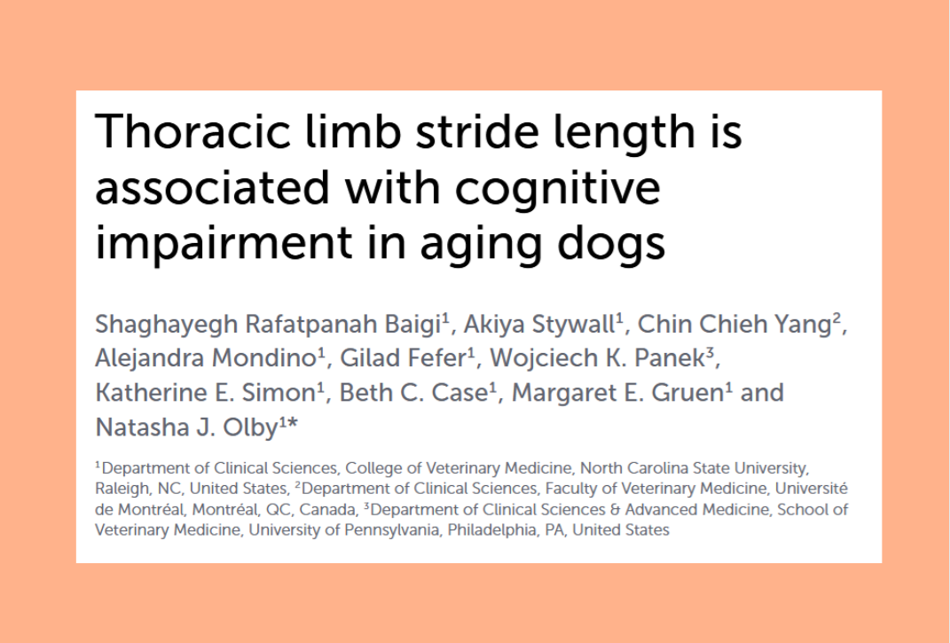 New Indicator of Cognitive Decline in Dogs