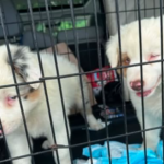 June 2026 DDR Rocker Puppy-Dog Rescue Sponsorship Recaps – Deaf Dogs Rock