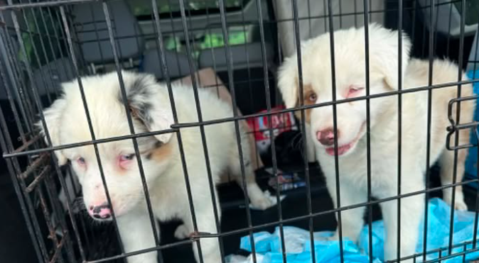 June 2026 DDR Rocker Puppy-Dog Rescue Sponsorship Recaps – Deaf Dogs Rock