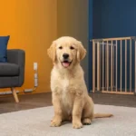 Golden Retriever Puppy Proofing Home Guide: 7 Expert Tips