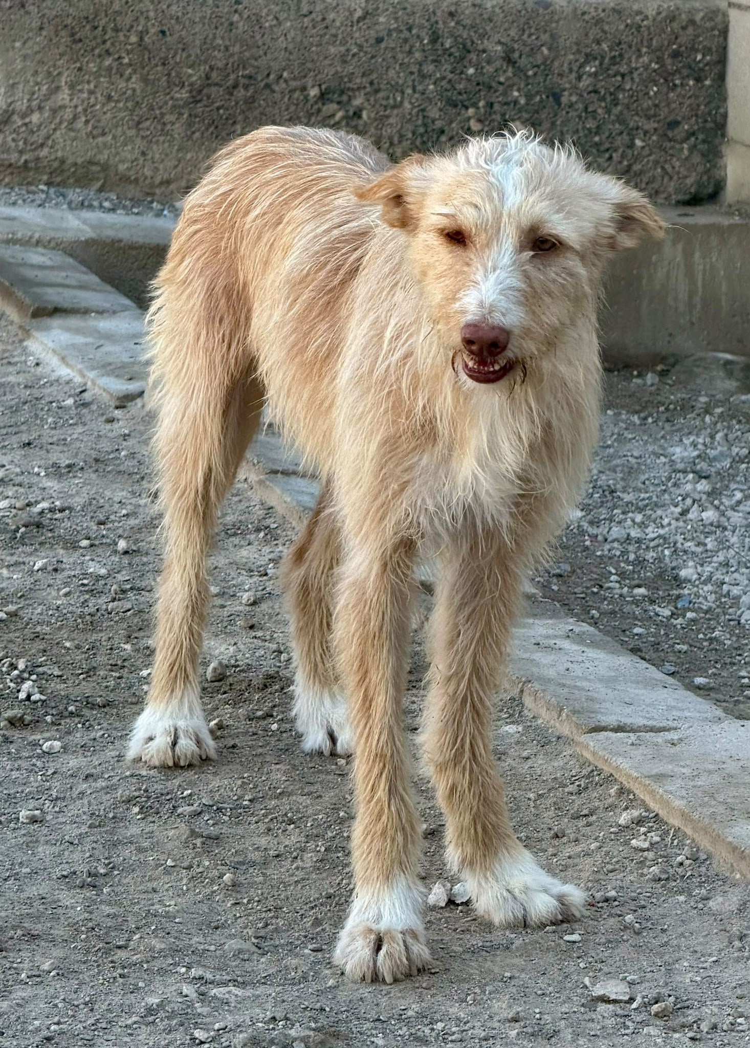 Sophie-Podengo