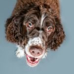 500 Irish Dog Names – Puppy Leaks