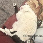 The Trials and Travails of a Working Cat | Home