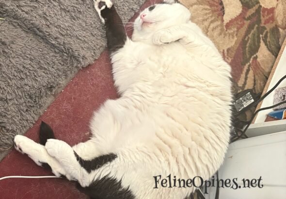 The Trials and Travails of a Working Cat | Home