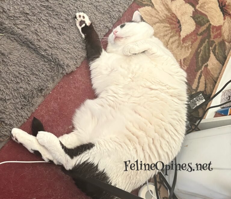 The Trials and Travails of a Working Cat | Home