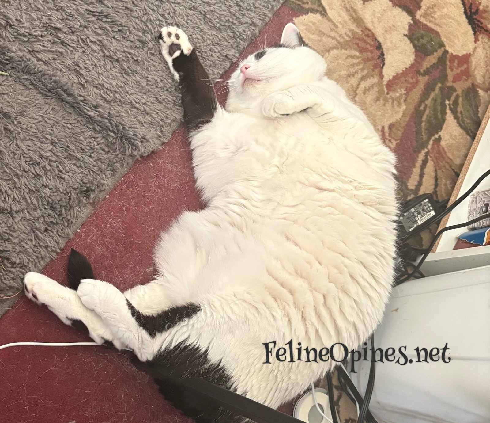The Trials and Travails of a Working Cat | Home