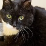 Feline Rescue Cat Tales: Obesity in Cats: The Story of Q