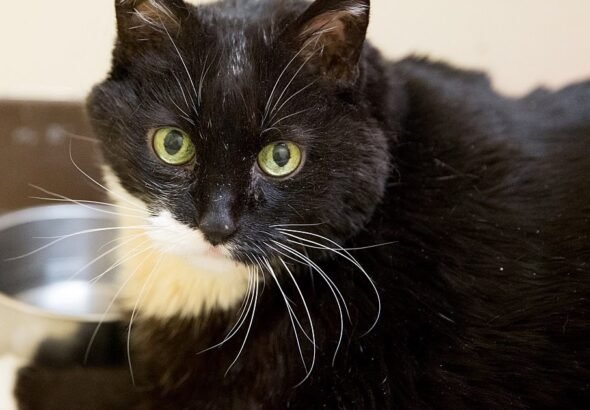 Feline Rescue Cat Tales: Obesity in Cats: The Story of Q