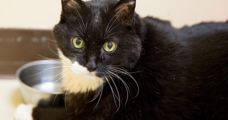 Feline Rescue Cat Tales: Obesity in Cats: The Story of Q