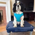 What Is Place Training for Dogs? Why Every Dog Needs It
