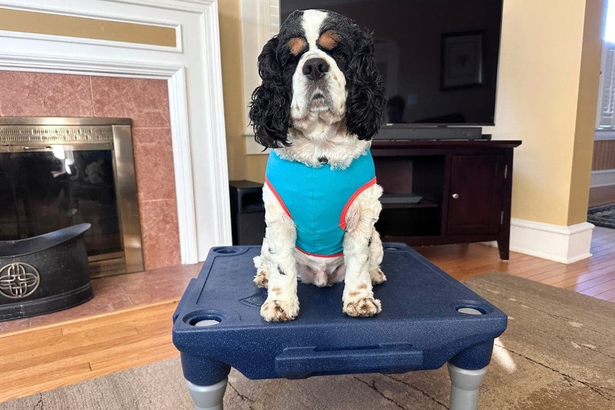 What Is Place Training for Dogs? Why Every Dog Needs It