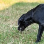 Dog Throwing Up Undigested Food? – Vitality Science