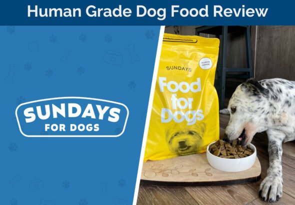 Sundays for Dogs Dog Food Beef Recipe Review 2026: A Human-Grade Option with Zero Synthetic Additives