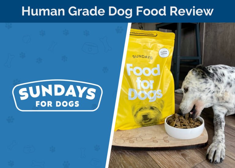 Sundays for Dogs Dog Food Beef Recipe Review 2026: A Human-Grade Option with Zero Synthetic Additives