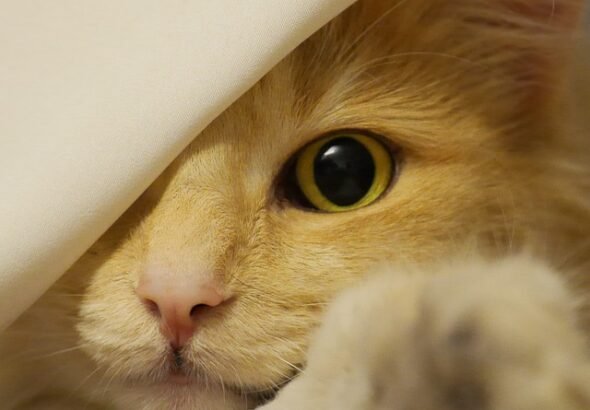 Tips for Keeping Your Cat Safe On July 4th