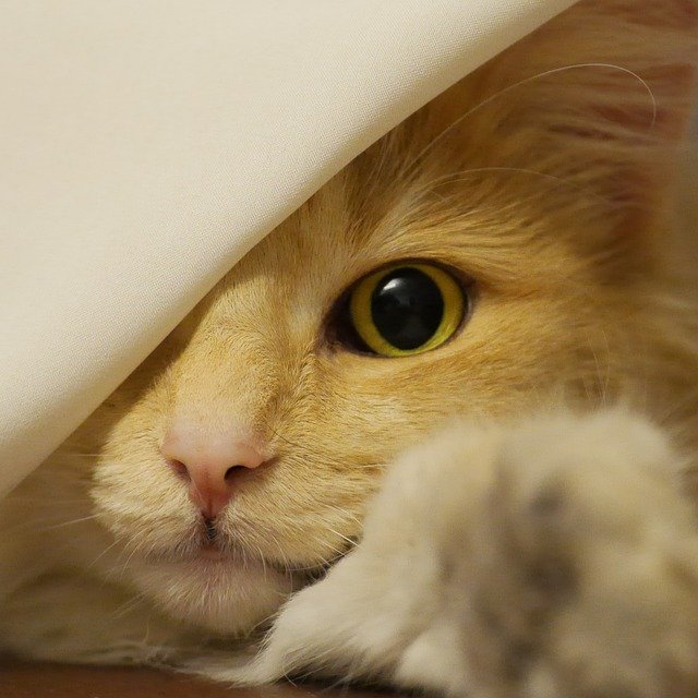 Tips for Keeping Your Cat Safe On July 4th