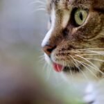 Top Tips To Keep Your Cat Feline Fine