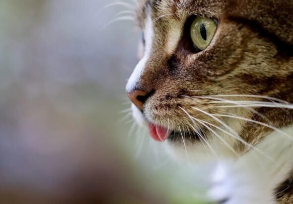 Top Tips To Keep Your Cat Feline Fine