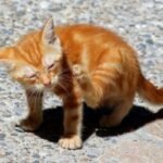 Excessive Itching in Cats