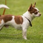 20 Jaw-Dropping Facts About Dog Tails That You Didn’t Know