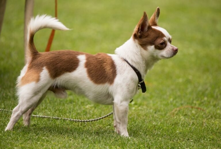 20 Jaw-Dropping Facts About Dog Tails That You Didn’t Know