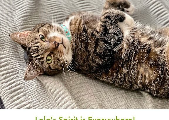 The Essence of Lola | Lola The Rescued Cat