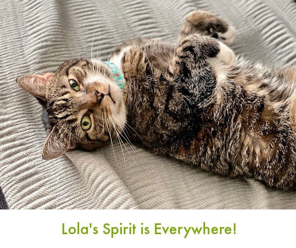 The Essence of Lola | Lola The Rescued Cat
