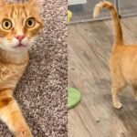 Mama Cat Who Had Seven Kittens at a Shelter Gets Adopted