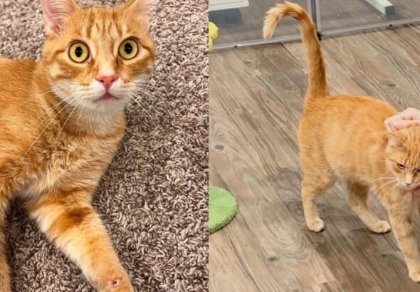 Mama Cat Who Had Seven Kittens at a Shelter Gets Adopted